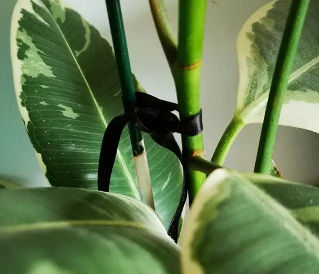 A green plant stem tied to a cane with a black ribbon