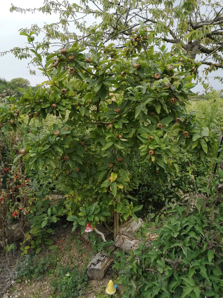 A Medlar tree in the summer