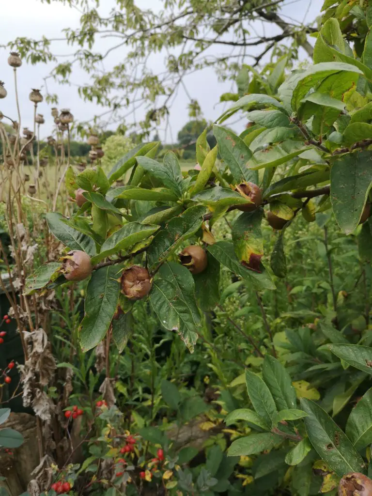 Medlar fruits on a branch