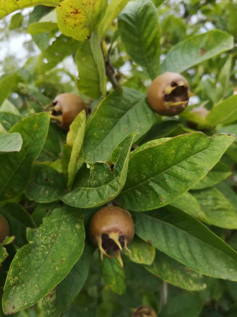 A close-up of Medlar fruits on the tree