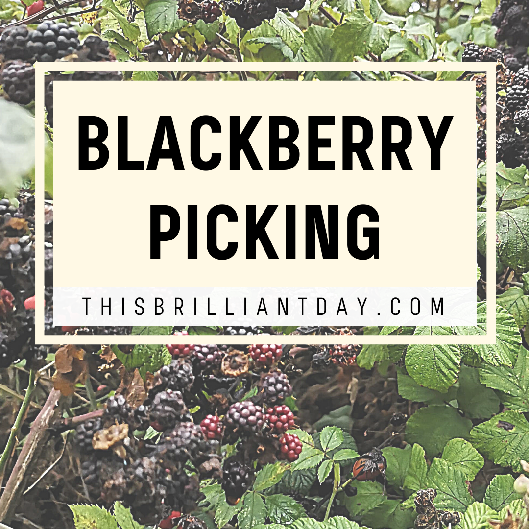 Blackberry Picking Plants and Nature This Brilliant Day