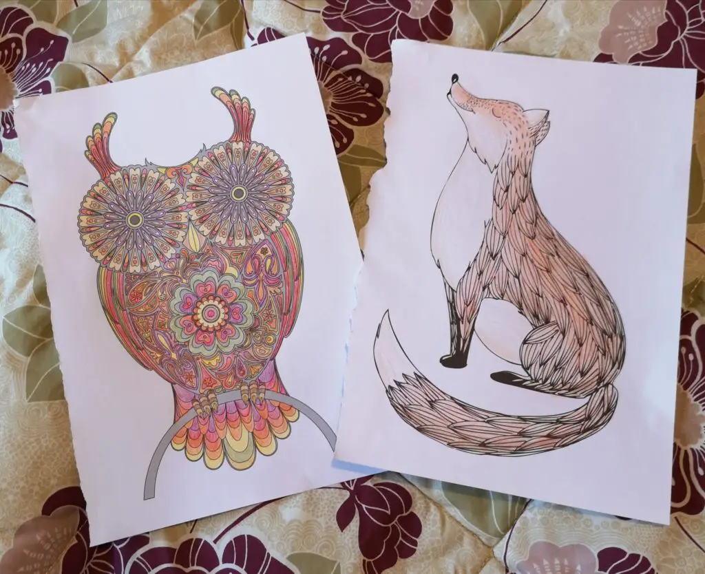 Pictures of an owl and a fox, laid out on my bed.