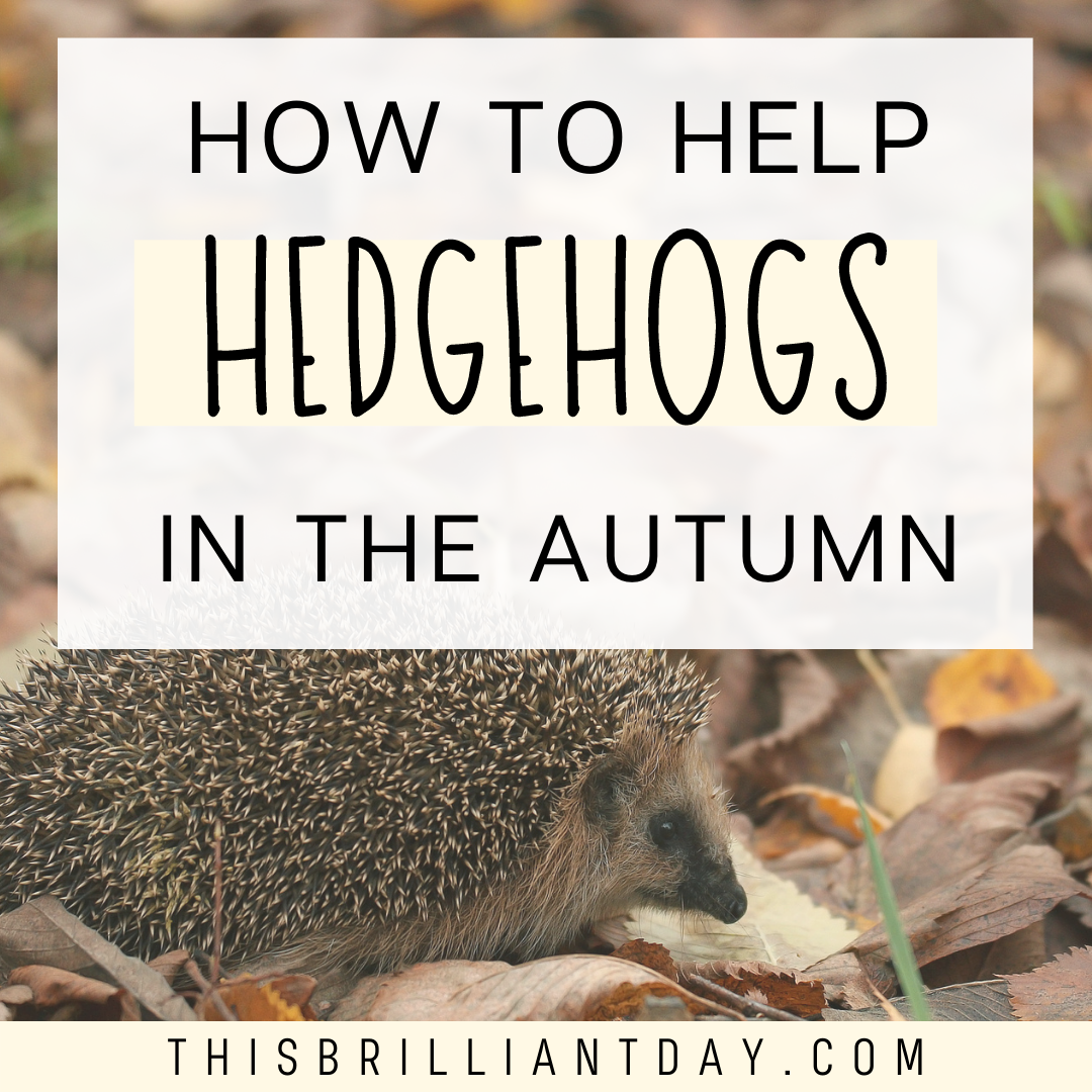 Helping Hedgehogs In Your Garden Fasci Garden