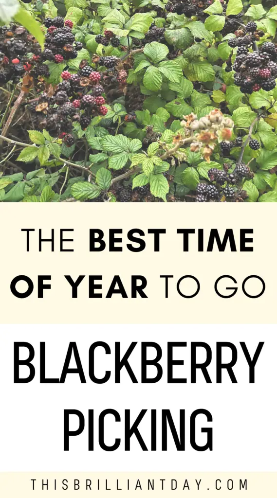 The best time of year to go blackberry picking