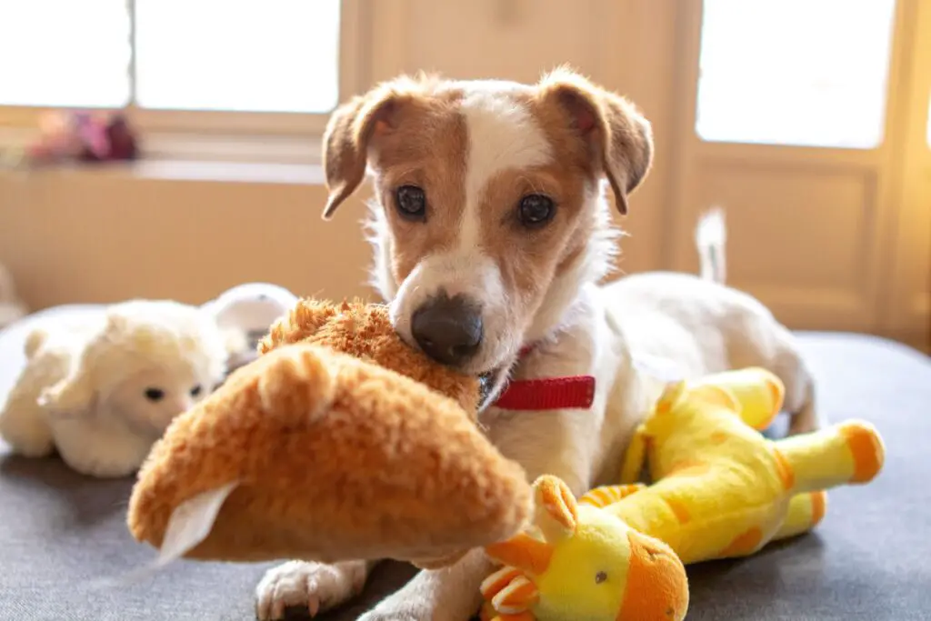 A young brown and white dog playing with a toy in its mouth and other toys laid next to it.