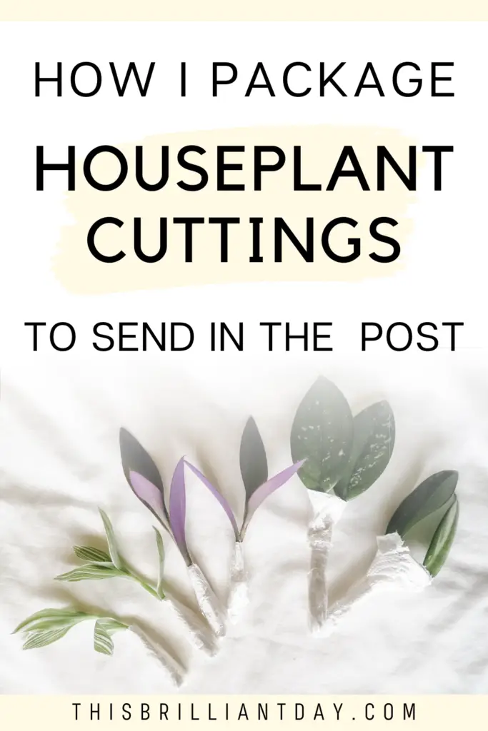 How I Package Houseplant Cuttings To Send In The Post