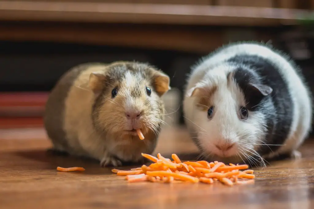 Two guinea pigs eating a pile of grated carrot.