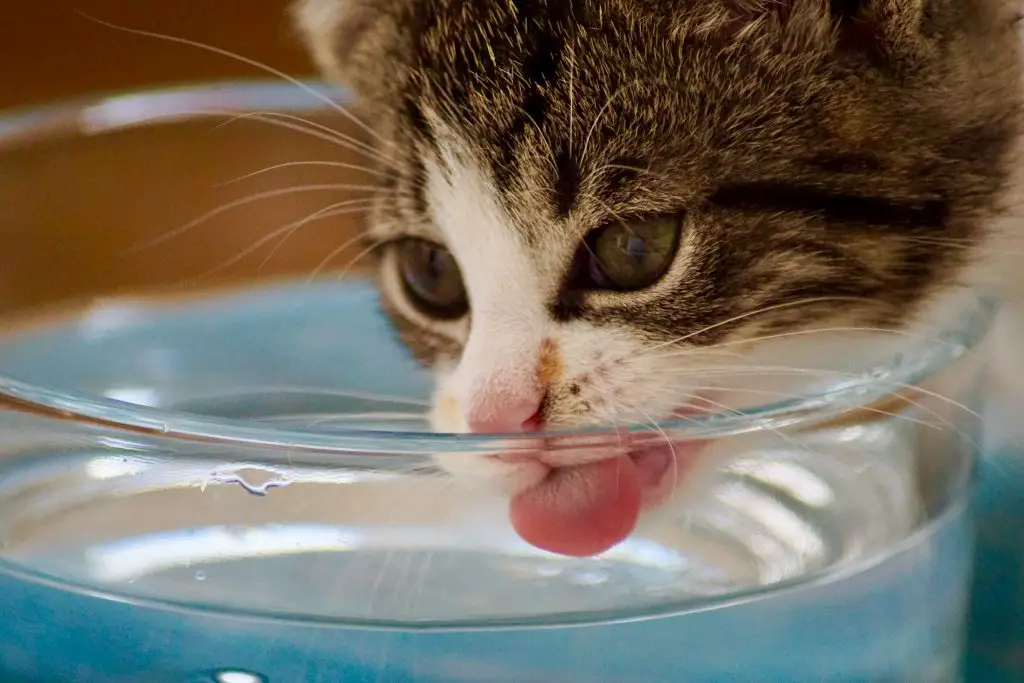 A tabby and white cat drinking from a glass of water.