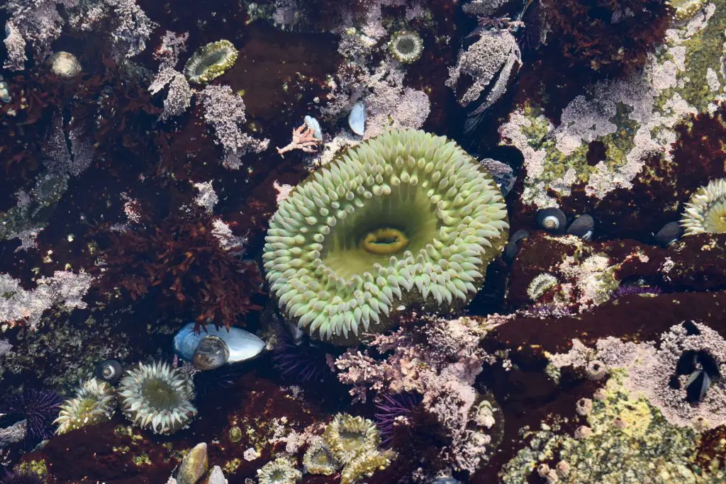 Sea creatures and anenomes in a rock pool.