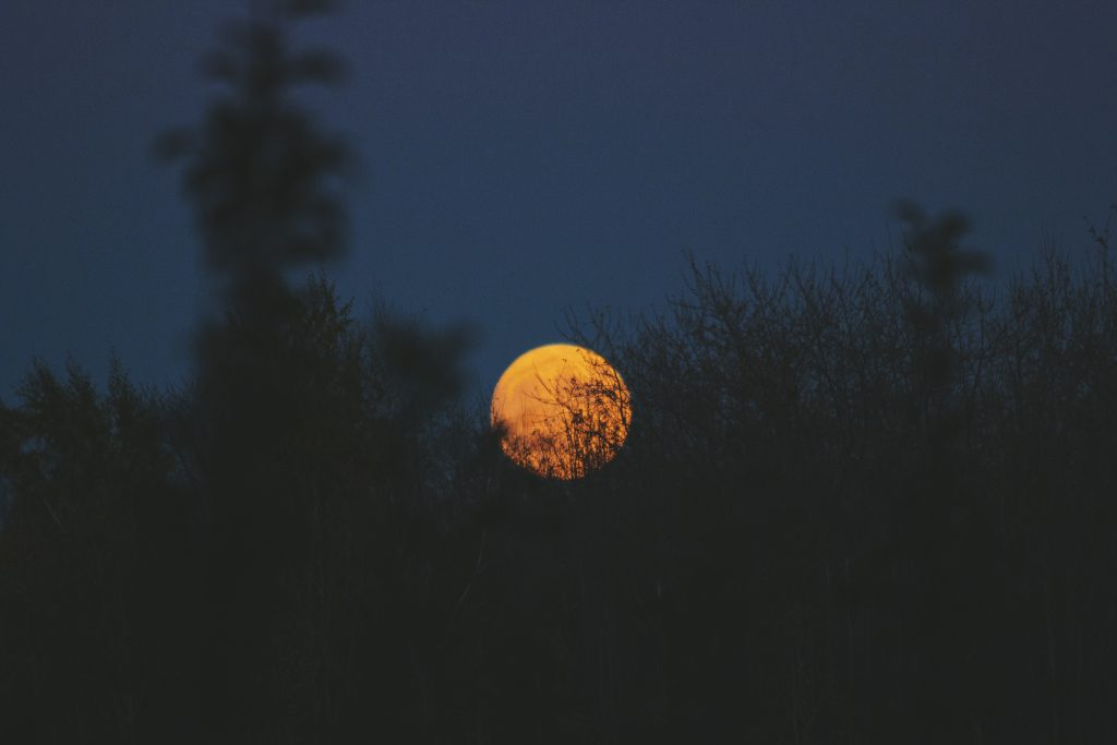 The moon rising in a dark blue night sky, behind silhouetted trees.