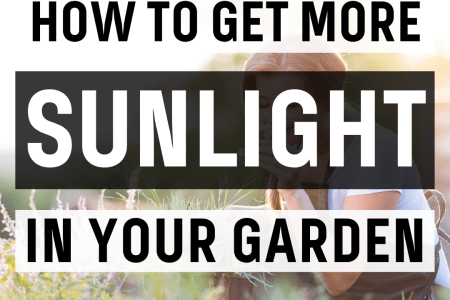 How To Get More Sunlight In Your Garden