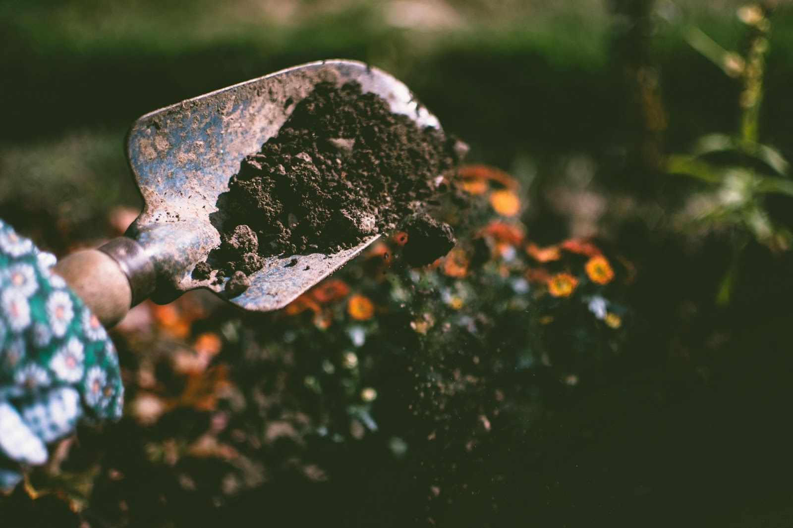 A trowel shovelling soil in a garden.