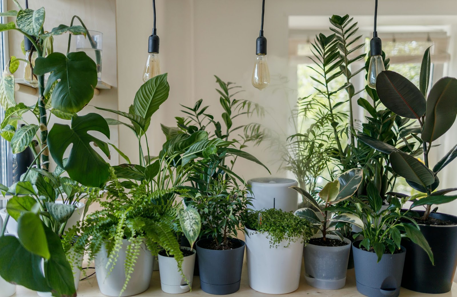 A large selection of houseplants on a surface in a home.